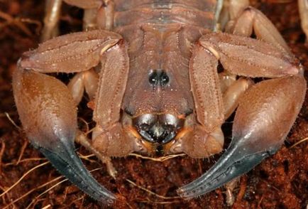 Scorpion - descriere, tipuri, ce să mănânce, în cazul în care se află, fotografii