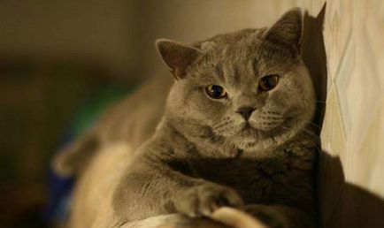Drept Scoțian (Scottish) pisică fotografii, pret, descriere rasa, caracter, video - murkote despre pisici