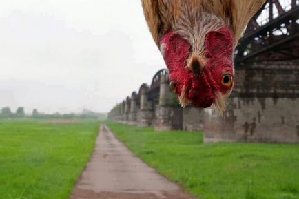 Funny fotografie pui și selfie cocoșilor amuzant!