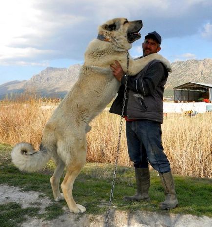 câine Alabai - descriere rasa si natura (turkmenă Alabai)