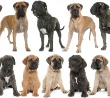 Bullmastiff câine rasa descriere, fotografii, cățeluși preț comentarii