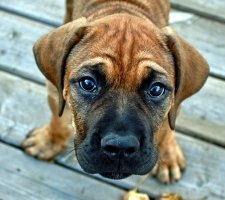 Bullmastiff câine rasa descriere, fotografii, cățeluși preț comentarii