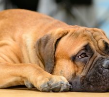 Bullmastiff câine rasa descriere, fotografii, cățeluși preț comentarii