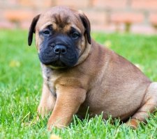 Bullmastiff câine rasa descriere, fotografii, cățeluși preț comentarii