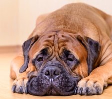 Bullmastiff câine rasa descriere, fotografii, cățeluși preț comentarii