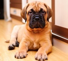 Bullmastiff câine rasa descriere, fotografii, cățeluși preț comentarii