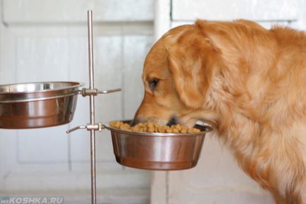 Câine nu mănânce sau să bea apă, și este ceea ce să facă