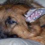 Câinele refuză să mănânce și să bea o mulțime de a face, se comportă ca un nu atât de mici mișcări, fără vlagă (refuza) Câinele refuză să mănânce și să bea o mulțime de a face, se comportă ca nu se mișcă atât de puțin, fără vlagă