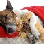 Câinele refuză să mănânce și să bea o mulțime de a face, se comportă ca un nu atât de mici mișcări, fără vlagă (câine) Câinele refuză să mănânce și să bea o mulțime de a face, se comportă ca nu se mișcă atât de puțin, fără vlagă