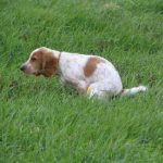 Câinele refuză să mănânce și să bea o mulțime de a face, se comportă ca un nu atât de mici mișcări, apatic (do) Câinele refuză să mănânce și să bea o mulțime de a face, se comportă ca nu se mișcă atât de puțin, fără vlagă