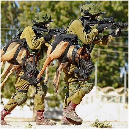Câini pentru serviciul IDF (câine „Okęcie“ Batalionul) Câini pentru serviciul FIL