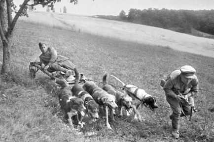 Câini în isprăvile de război de câini pe Marele Război pentru Apărarea Patriei