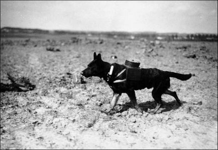 Câini în Marele Război pentru Apărarea Patriei, eroii cu patru picioare câștiga