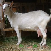 Păstrarea și reproducție la capre acasă cu compus proprii, cabana de vara sau curte