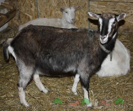 Păstrarea și reproducție la capre acasă cu compus proprii, cabana de vara sau curte