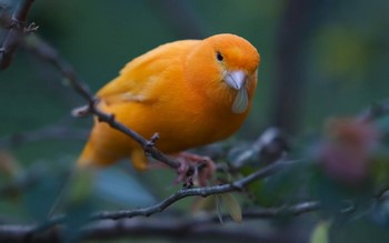 Întreținere și îngrijire la domiciliu la canari