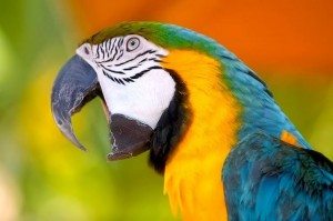 Interpretarea de vis papagal papagal ce este un vis pentru multe femei în cușcă, mâini, vis alb