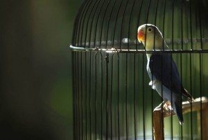 Interpretarea de vis papagal papagal ce este un vis pentru multe femei în cușcă, mâini, vis alb