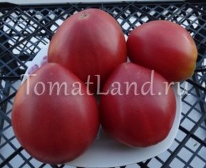 soiuri roz de tomate