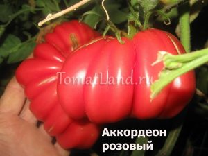 soiuri roz de tomate