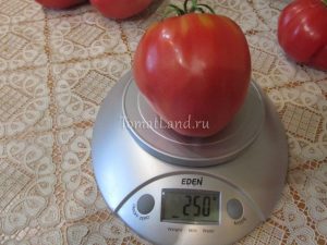 soiuri roz de tomate