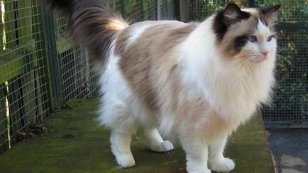 Listă de pisică cu păr lung rase fotografii, descrieri și titluri