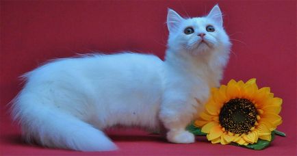 Listă de pisică cu păr lung rase fotografii, descrieri și titluri