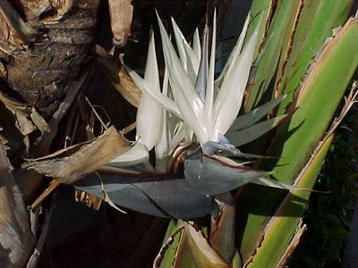 Strelitzia (pasăre de flori paradis) de îngrijire, creștere în grădină și în interior (Strelitzia) Strelitzia (pasăre de flori paradis) de îngrijire, creștere în grădină și în interior