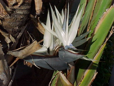 Strelitzia (pasăre de flori paradis) de îngrijire, creștere în grădină și în interior