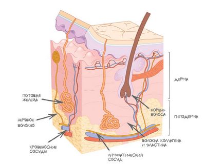 Structura pielii 1