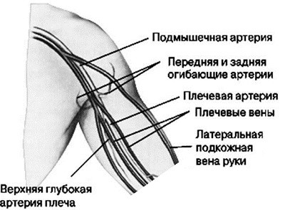 Structura articulației umărului uman