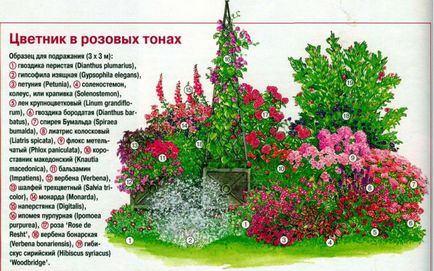 Schema de paturi de flori continuă de plante perene (continuă) schema de flori de plante perene cu flori continue