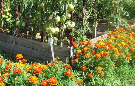 Afidele la tomate și modul în care să se ocupe în mod eficient obține scape de parazit