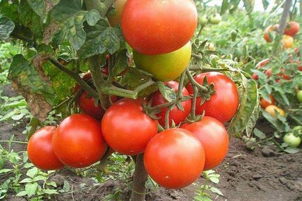 Tomate Descrierea gin și caracterizarea soiurilor, randament, comentarii cel care a plantat fotografia