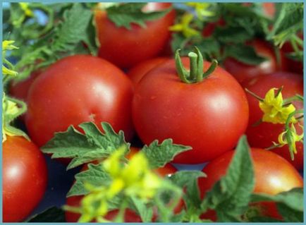 Tomate Descrierea gin și caracterizarea soiurilor, randament, comentarii cel care a plantat fotografia