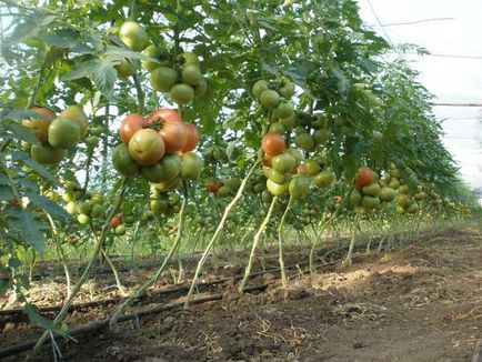 Tomate regele regilor, locația, recenzii ale celor care au plantat tomate, foto, facilitate, video