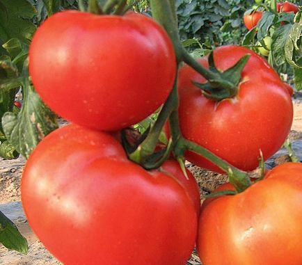 Tomate regele regilor, locația, recenzii ale celor care au plantat tomate, foto, facilitate, video