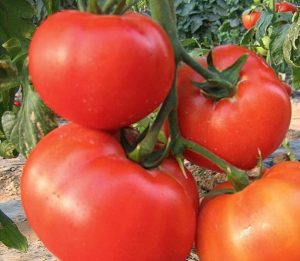 Tomate regele regilor descriere a soiului de tomate, recenzii, videoclipuri, fotografii