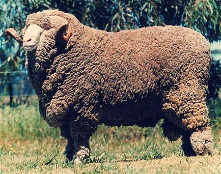 rase de ovine fină lână - o descriere, fotografii, video