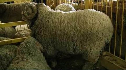 rase de ovine fină lână - o descriere, fotografii, video