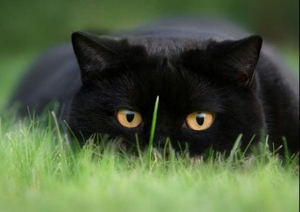 Top cele mai bune fotografii ale superstiție pisica neagra - deoparte!