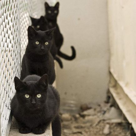 Top cele mai bune fotografii ale superstiție pisica neagra - deoparte!