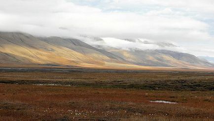 Tundra - o zonă naturală