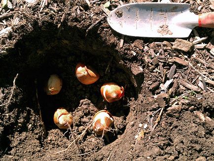 Lalele in toamna - de plantare în teren deschis, când și cum să planteze lalele în toamna; grijă de lalele