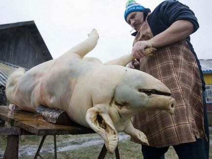 porci pentru sacrificare sau cum să taie un porc în tehnologie