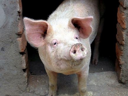 porci pentru sacrificare sau cum să taie un porc în tehnologie