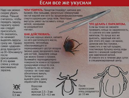 Musca capusa Encephalitis simptome, tratament, consecințe