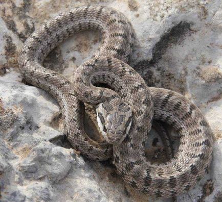 Snake musca de prim ajutor, spre deosebire de șarpe veninos, ce să facă după ce a fost muscat de un paianjen sau un șarpe veninos,