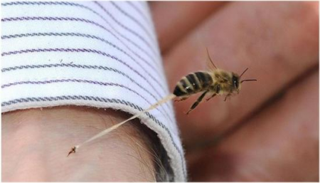 înțepături de insecte umflarea și roșeață care fac