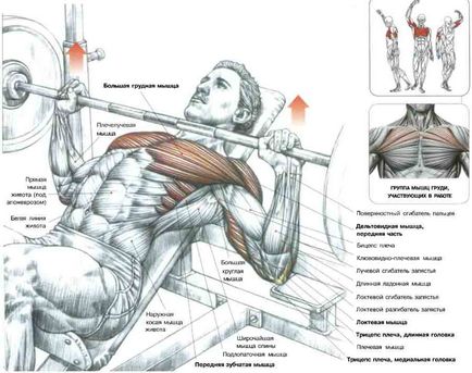 Halteră exerciții la domiciliu - un complex pentru toate grupele musculare